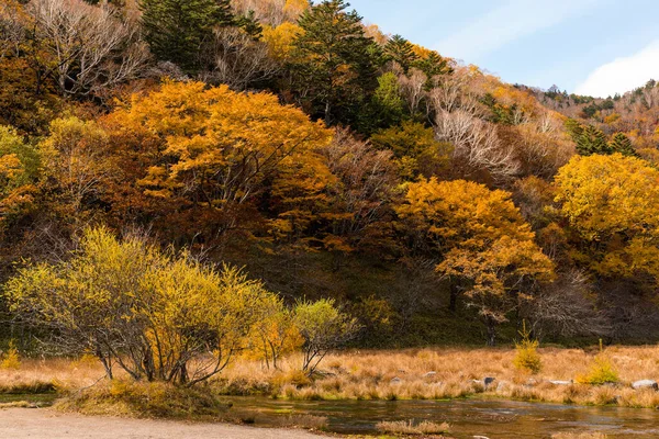 Podzimní Les Krásným Stromem Řekou — Stock fotografie