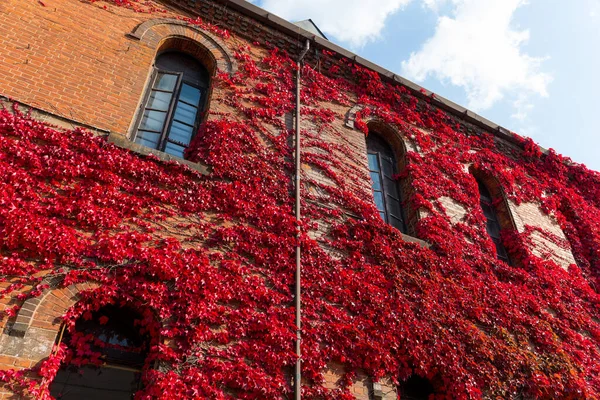 Folhas Bordo Vermelho Cobrir Parede Construção Tijolo Vermelho — Fotografia de Stock