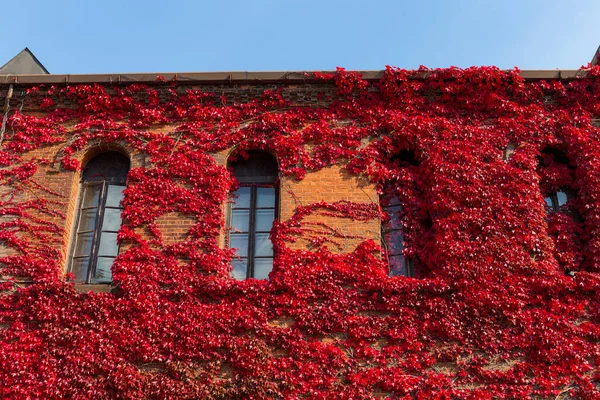 Daun Maple Merah Menutupi Dinding Bangunan Bata Merah — Stok Foto