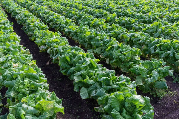 Chinese Bloeiende Kool Planten Het Veld — Stockfoto