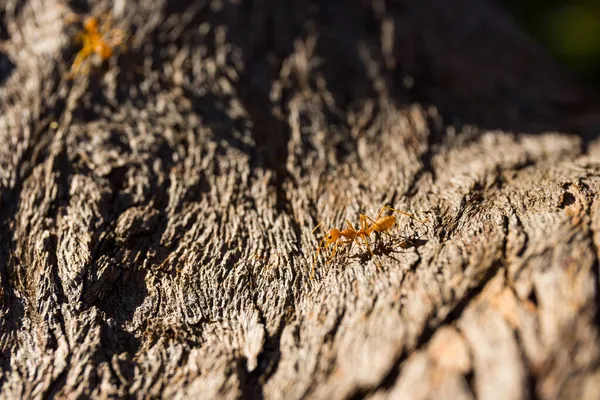 Red Ant Walk Tree Bark — Stock Photo, Image