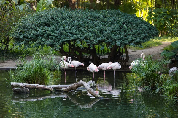 Grupo Flamingo Parque Zoológico — Fotografia de Stock