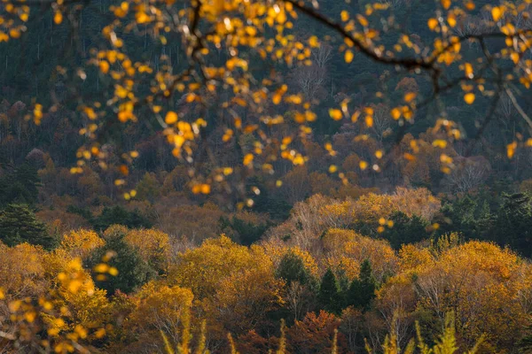 Jungle Forestière Colorée Automne — Photo