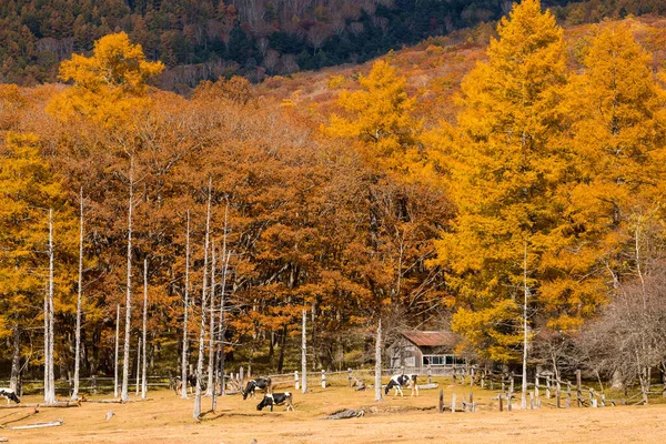 秋天森林里的奶牛牧场 — 图库照片