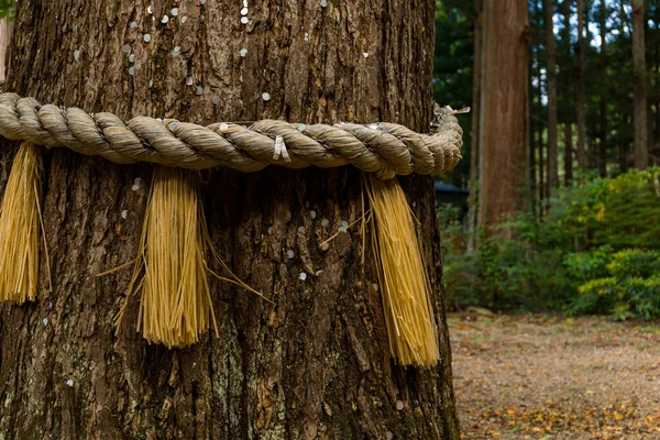 Corde Sacrée Tronc Arrondi Arbre Ancien — Photo