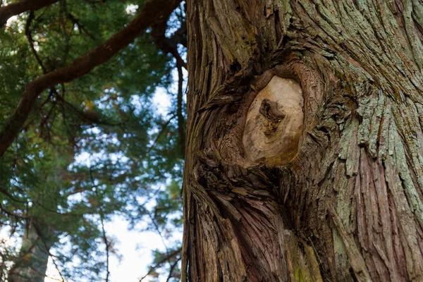 Tree Trunk Forest — Stock Photo, Image