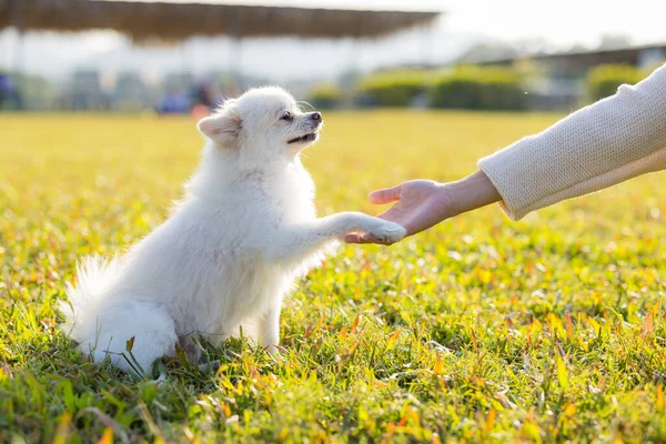 White Pomeranian Give Hand Pet Owner — Stock Photo, Image