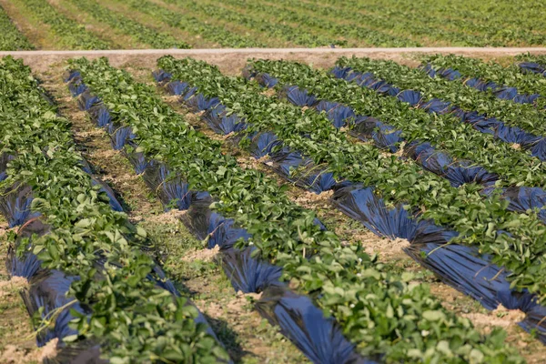 Erdbeerbauernhof Auf Dem Land — Stockfoto