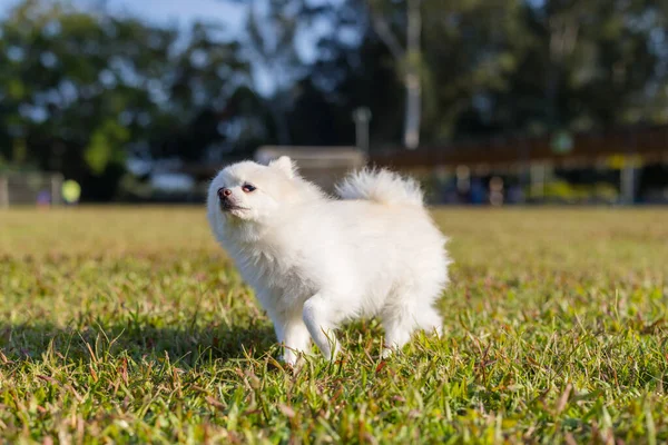 Chien Poméranien Blanc Courir Sur Pelouse Verte — Photo