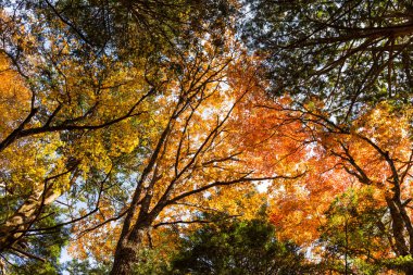 Sonbahar ağacının alçak açısı