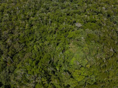 yukarıdan aşağıya ormanın görünümü