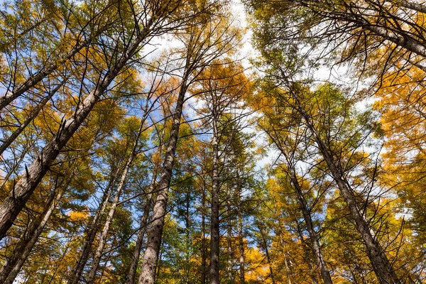 Ángulo Bajo Del Árbol Otoñal Cielo — Foto de Stock