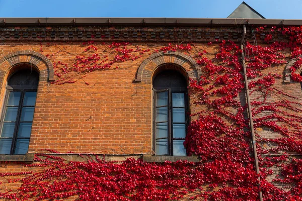 Folhas Bordo Vermelho Cobrir Parede Construção Tijolo Vermelho — Fotografia de Stock