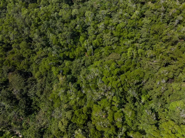 Vista Cima Para Baixo Floresta — Fotografia de Stock