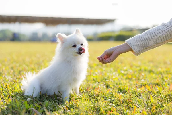 Alimentar Perro Parque Aire Libre — Foto de Stock