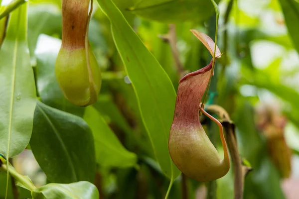 Nepenthes Üvegházban — Stock Fotó