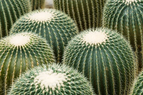 Verse Sappige Cactus Tuin — Stockfoto
