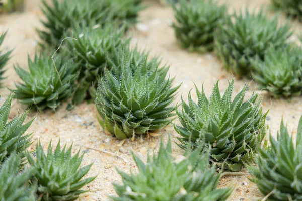 Fresh Green Haworthia Bolusii Plant — Stock Photo, Image