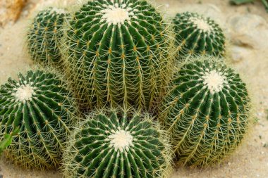 Camdan evdeki kaktüs