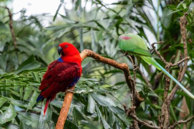 Hayvanat bahçesi parkında Eos Bornea ve Psittacula Eupatria