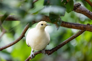 Hayvanat bahçesi parkında Ducula bicolor