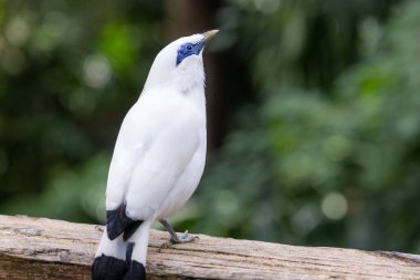 Leucopsar Rothschildi hayvanat bahçesi parkında