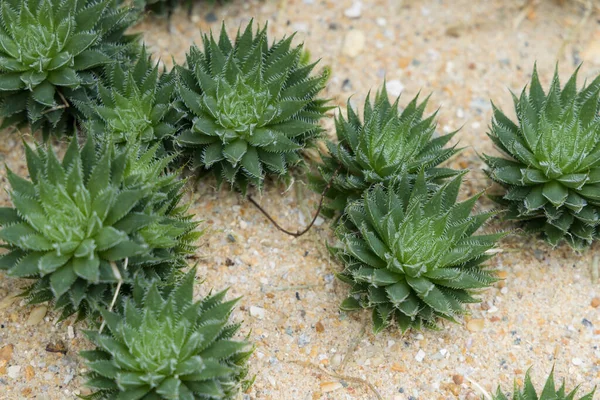 Fresh Green Haworthia Bolusii Plant — стоковое фото