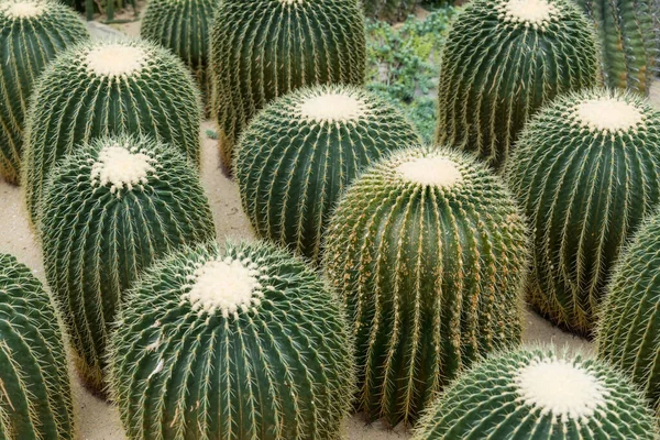 Fresh Succulent Cactus Garden — Stock Photo, Image