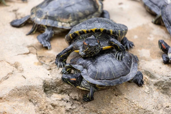 Schildkröte Teich — Stockfoto