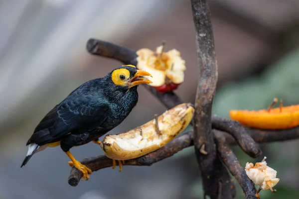 Mino Dumontii Zoo Parku — Stock fotografie