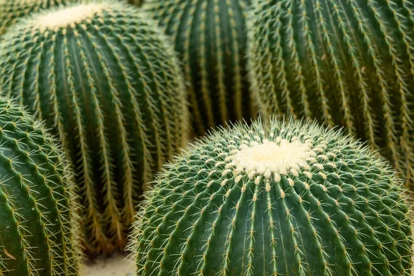 Kaktus Glashaus — Stockfoto