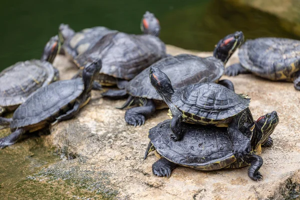 Redear Turtle Water Pond — Stock Photo, Image