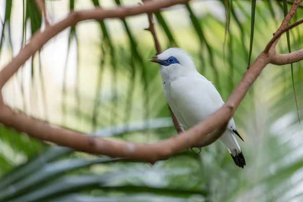 Leucopsar Rothschildi Parku Zoologicznym — Zdjęcie stockowe