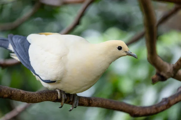 Dwukolorowy Ducula Zoo Parku — Zdjęcie stockowe