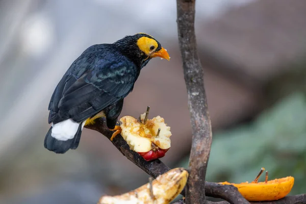 Mino Dumontii Zoo Park — Stockfoto