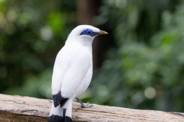 Leucopsar Rothschildi hayvanat bahçesi parkında