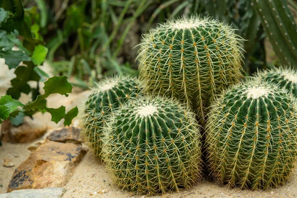 Cactus Glass House — Stock Photo, Image