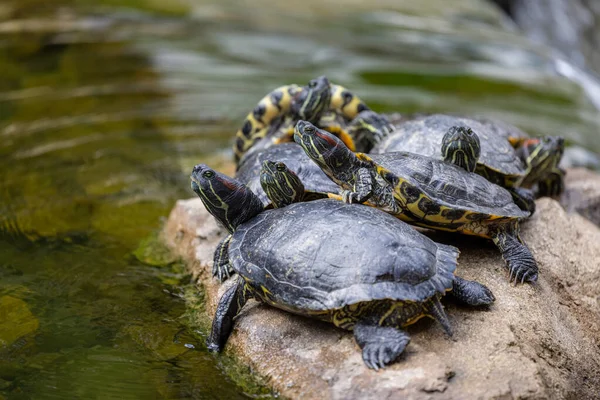 Redear Turtle Water Pond — Stockfoto