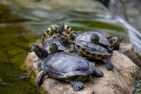 Redear Turtle Water Pond — Stock Photo, Image