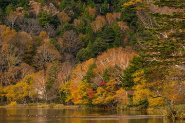 Sonbahar mevsiminde güzel manzara