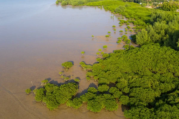 Veduta Aerea Della Mangrovia — Foto Stock