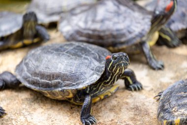 Su birikintisindeki kaplumbağayı kurtarın.