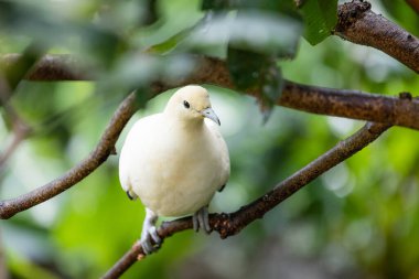 Ducula bicolor Hayvanat bahçesi parkındaki ağaç kabuğunda duruyor