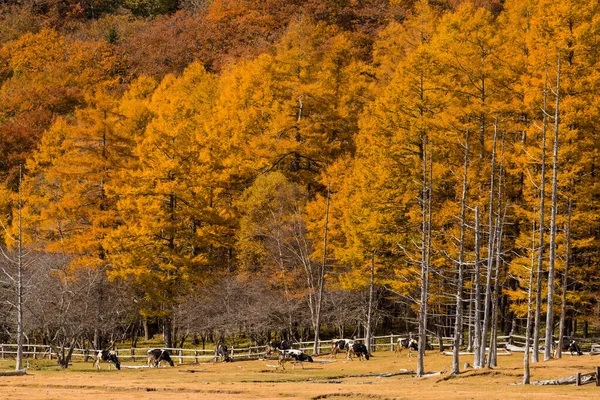 Коровье Пастбище Лесу Осенний Сезон — стоковое фото
