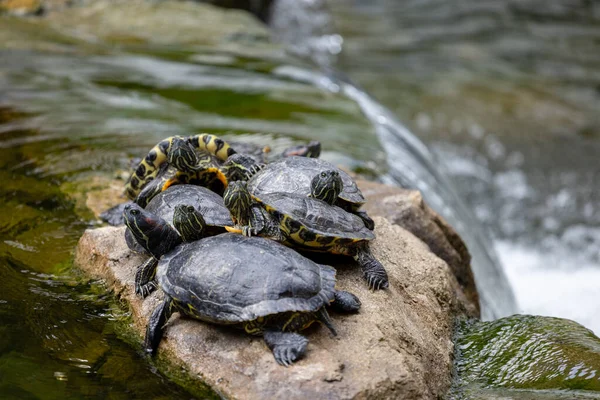 Redear Turtle Water Pond — Fotografia de Stock
