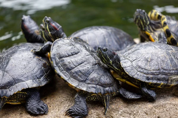 Schildkröte Teich — Stockfoto