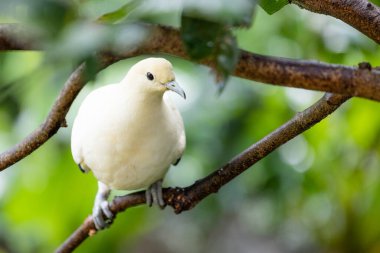 Ducula bicolor Hayvanat bahçesi parkındaki ağaç kabuğunda duruyor