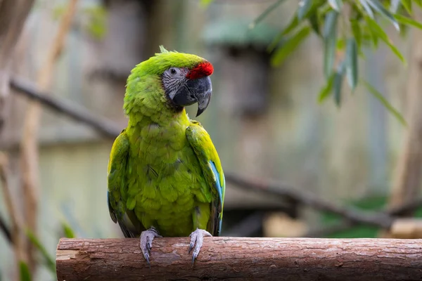 Loro Verde Pie Árbol — Foto de Stock