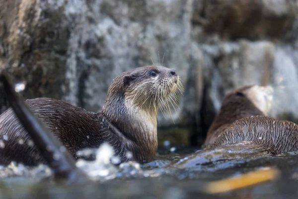 Otter Swim Pond — Stock Photo, Image