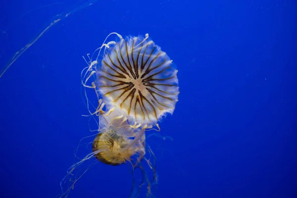 Medusas Nadando Una Piscina Acuario — Foto de Stock